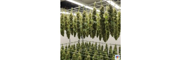 TiDis Grow - Trocknung
