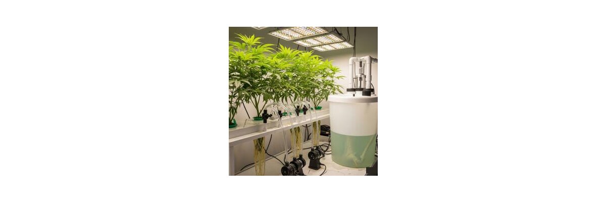 Hydroponik für Cannabispflanzen: Der umfassende Leitfaden - Hydroponik für Cannabispflanzen: Der umfassende Leitfaden