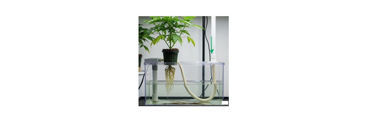 Passive Hydroponische Systeme für Cannabis: Der einfache Weg zum erdlosen Anbau - Passive Hydroponische Systeme für Cannabis: Der einfache Weg zum erdlosen Anbau