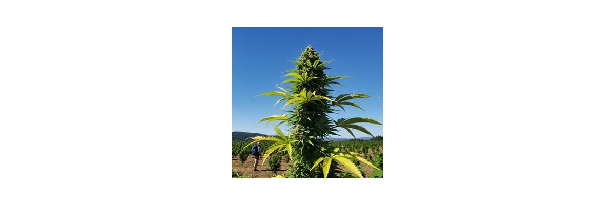 Der Cannabiskonsum in Deutschland: Eine Entwicklung von 2000 bis 2025 - Der Cannabiskonsum in Deutschland: Eine Entwicklung von 2000 bis 2025