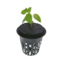 TiDis Grow – NUTRICULTURE – NEOPRENDECKEL FÜR KLONE – 50 MM