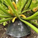 TiDis Grow – AutoPot – AQUAbox Spyder