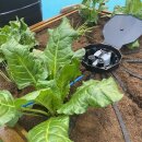 TiDis Grow – AutoPot – AQUAbox Spyder