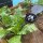 TiDis Grow – AutoPot – AQUAbox Spyder