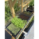 TiDis Grow – Autopot – Tray2Grow