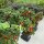 TiDis Grow – AutoPot Einzelmodul 1-Topf-System (15 L Topf + Untertasse + Zubehör)