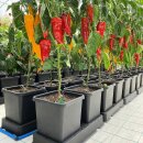 TiDis Grow – AutoPot Easy2Grow Erweiterungsmodul (2× 8,5 L Töpfe + Untertasse + Zubehör)